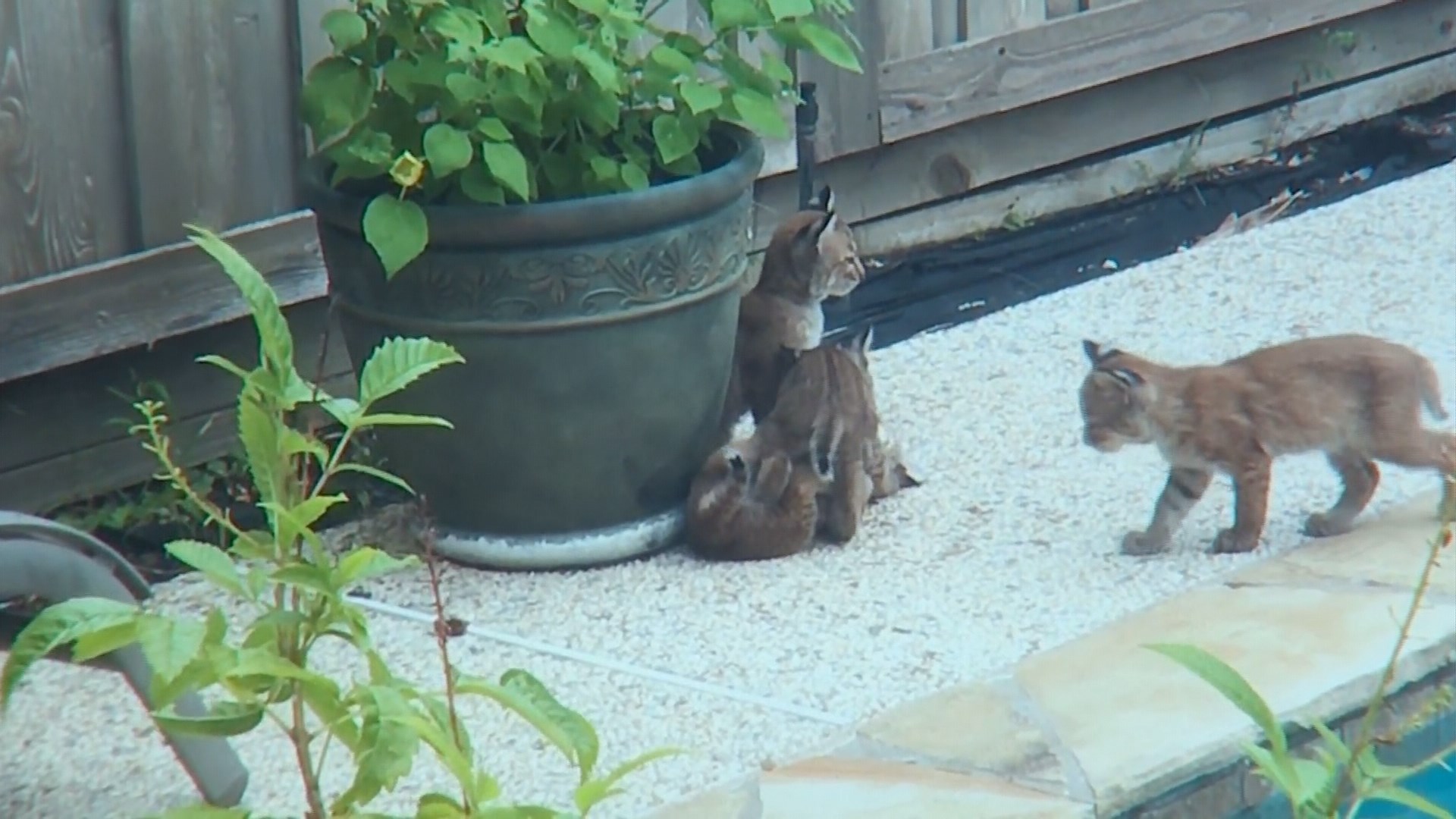 plano-family-grows-concerned-as-baby-bobcats-in-backyard-get-bigger-kagstv